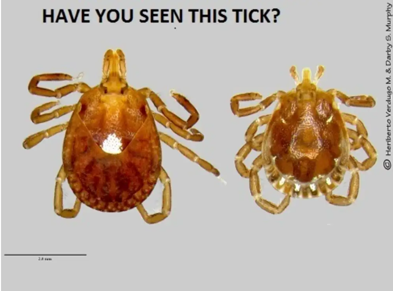 A Lone Star tick (Department of Entomology, University of Wisconsin-Madison)