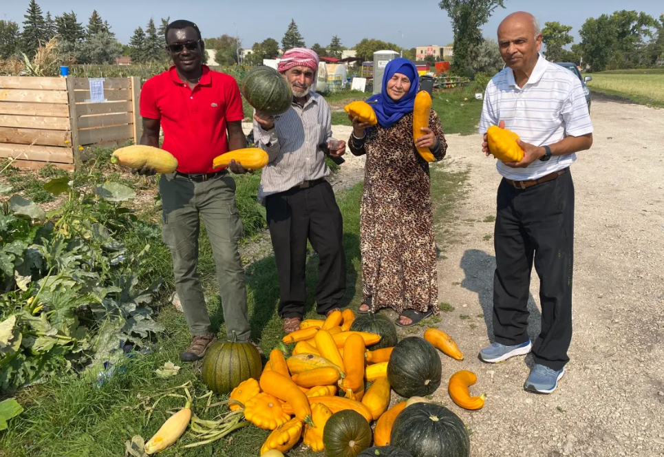 On the University of Manitoba campus, 279 families grow their food in plots in the Rainbow Community Garden. The garden has been there for 15 years and in a time of major food inflation it's only becoming more popular. . Katherine Dornian / Global News