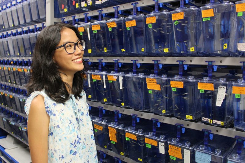 Sophie Chen looks at small fish tanks containing zebrafish. There are dozens of tanks in the room.