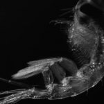 Amphipod Themisto libellula
