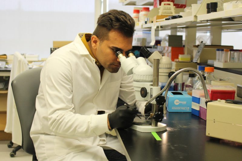 Saeid Maghsoudi looks into a microscope. He is wearing a lab coat and is holding instruments in a petri dish.
