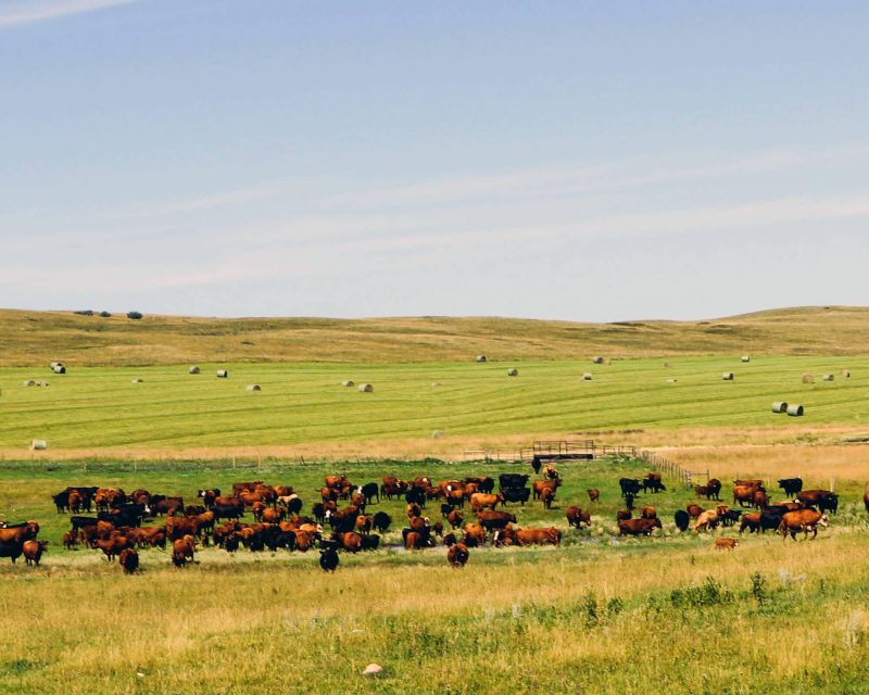 Herd of cattle in a field