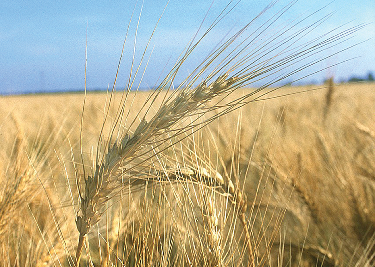 Wheat field.