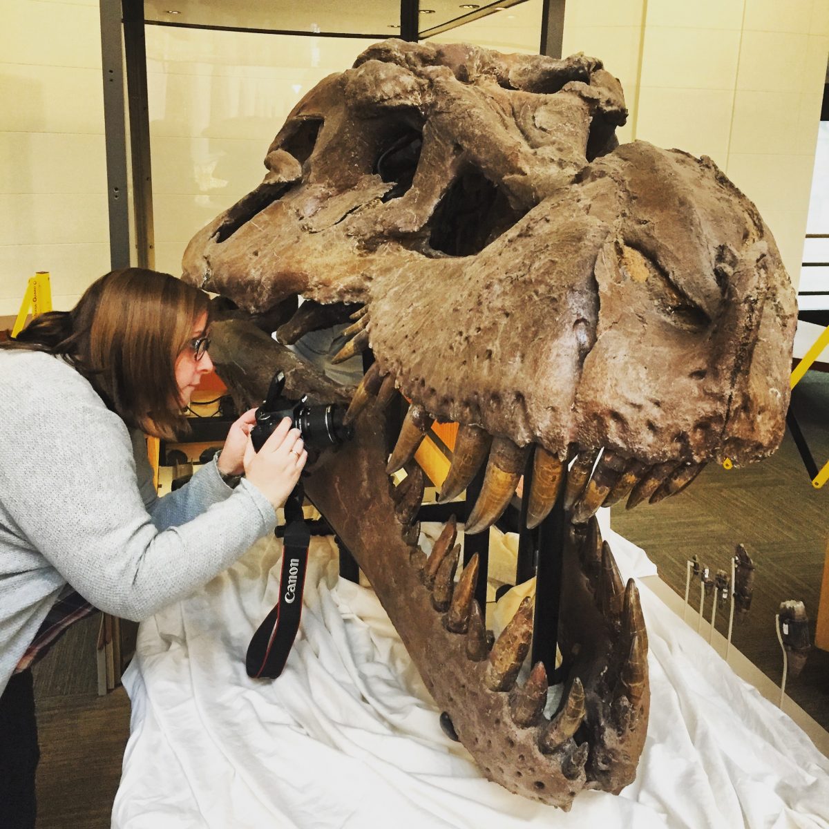 Dr. Kirstin Brink examines the teeth from a fossilized T-Rex skull