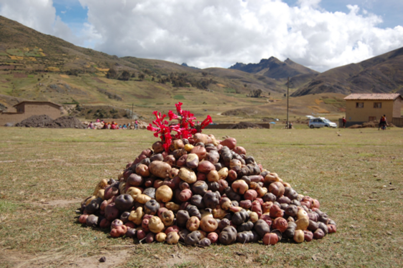 A pile of potatoes of various size and color stands in Parque de la Papa, Peru.
