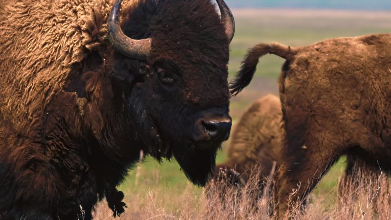 A Bison standing among a herd looks to the camera