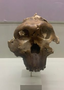 An ancient skull is in a display case at the Olduvai Gorge Museum.