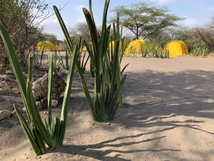An image of green Oldupai plants in the foreground with some of the team’s tents in the background.