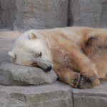 Photo of a grolar or pizzly bear (a hybrid of a polar and grizzly bear) sleeping on a rock