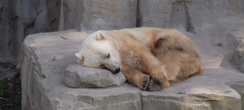 Photo of a grolar or pizzly bear (a hybrid of a polar and grizzly bear) sleeping on a rock