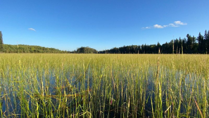 Wild rice field