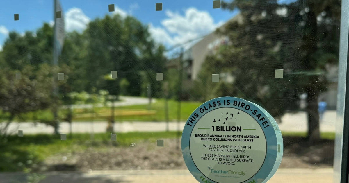 A "bird-safe" decal featured on a UM campus building, with green trees and grass out of focus in the background.