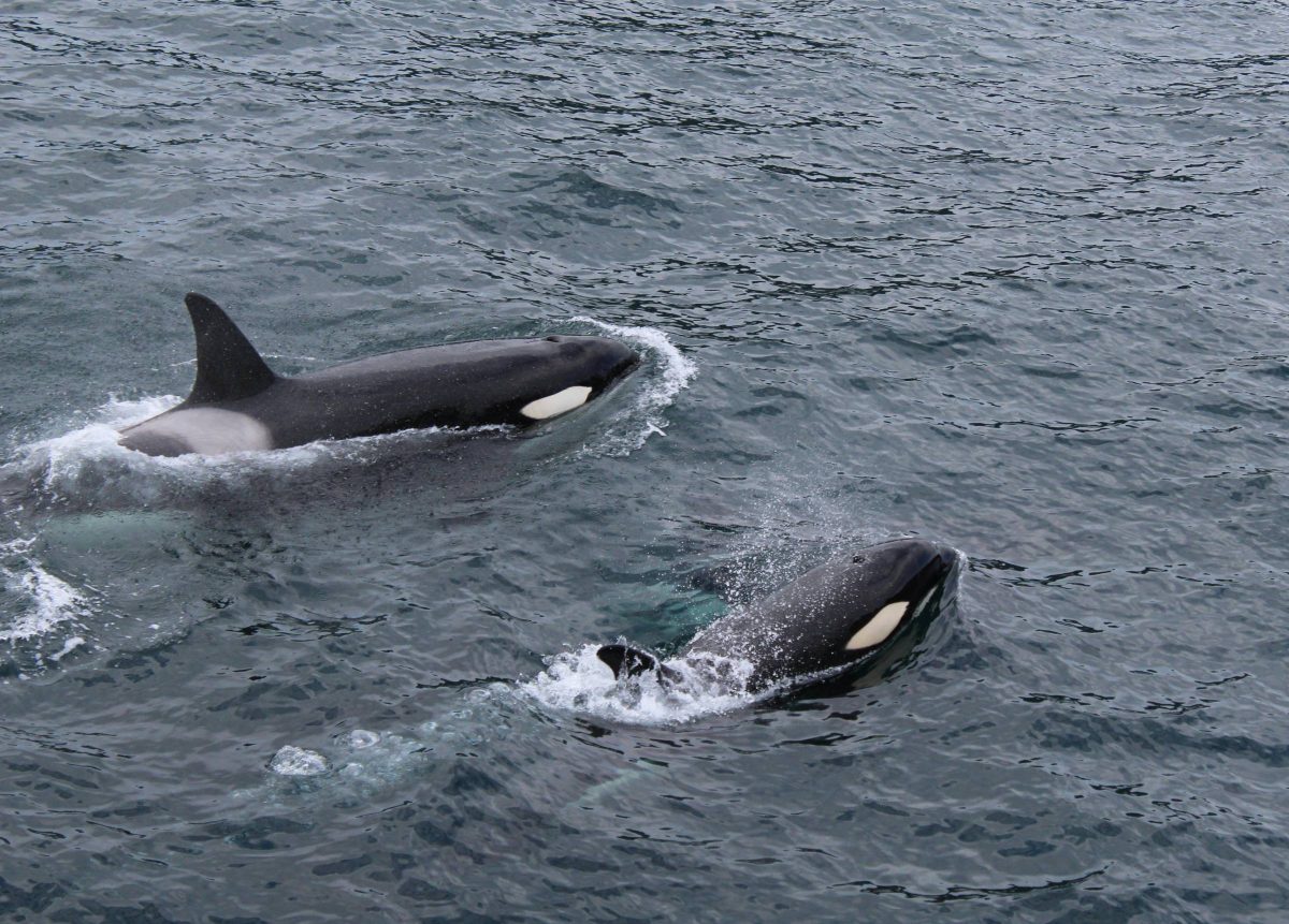2 Killer whales swimming in the open water (photo: Dianne Maddox)