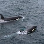 2 Killer whales swimming in the open water (photo: Dianne Maddox)