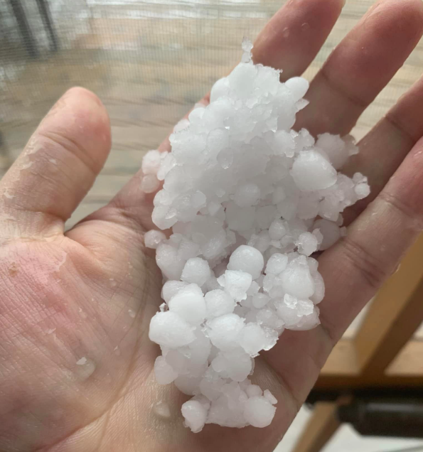 pea size hail stones in a pile in someone's hand