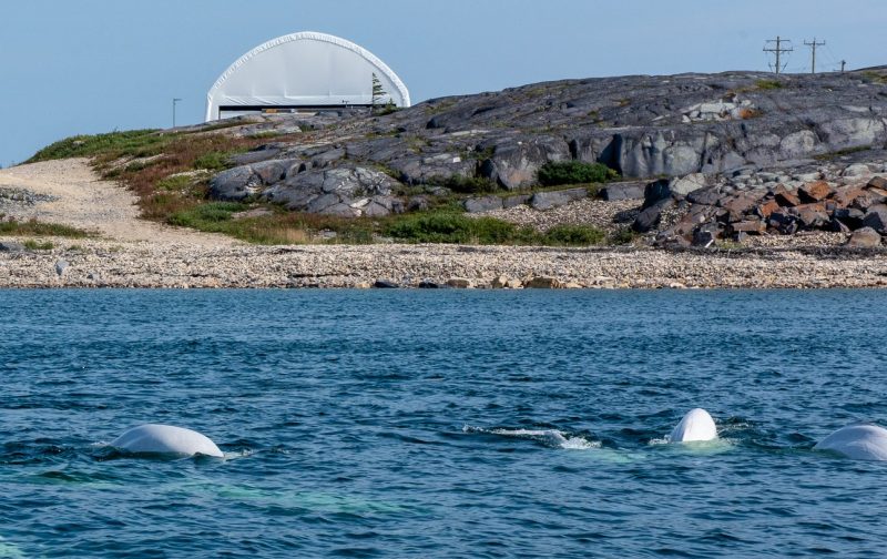 A pod of beluga whales swim past the Churchill Marine Observatory in the waters of Hudson Bay.