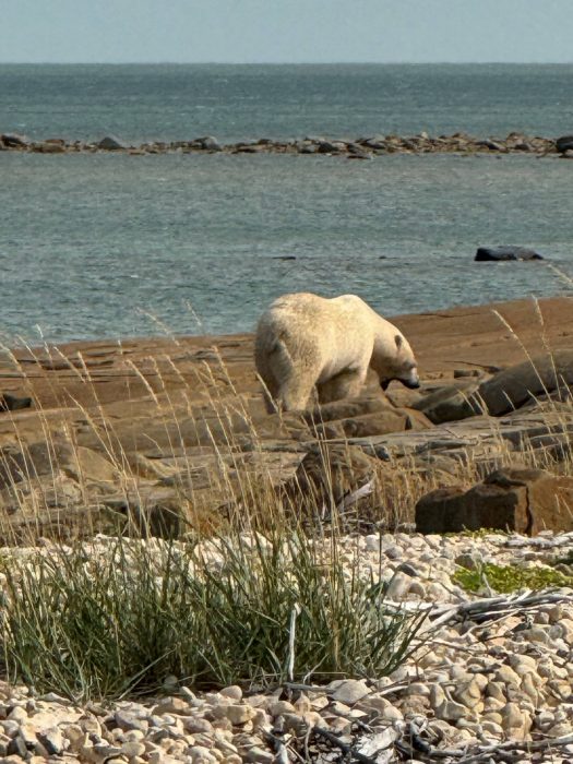 A polar bear walks along the banks of Hudson Bay. 