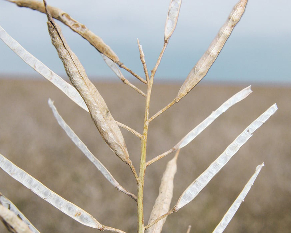 A canola stalk with pod shatter