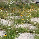 A vibrant garden showcases wildflowers and grasses, with yellow coneflowers and white blooms among flat stone pavers, creating a lush oasis.