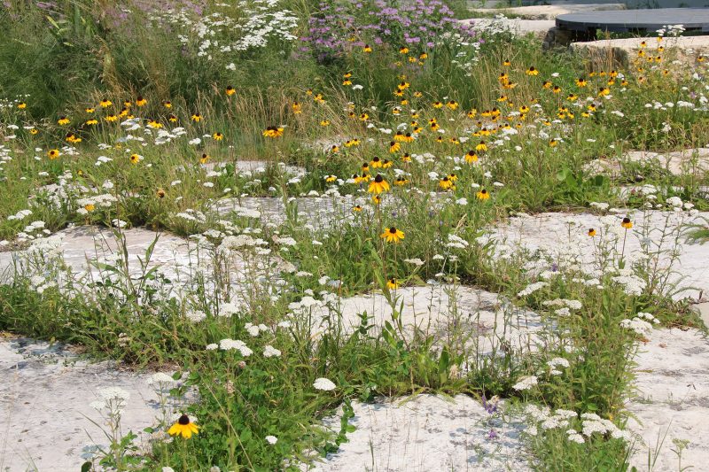 A vibrant garden showcases wildflowers and grasses, with yellow coneflowers and white blooms among flat stone pavers, creating a lush oasis.