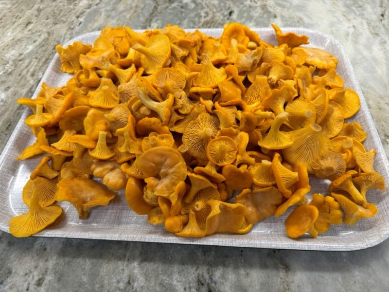 Chantarelle mushrooms are safe to eat and found in Manitoba.