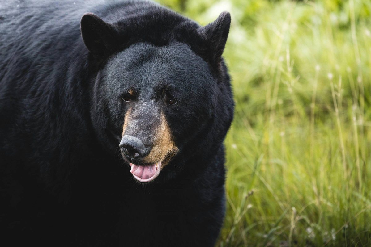 Black bear walking around a field. Photo by: Tomáš Malík