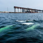 Beluga whales swim in the Churchill River estuary in the foreground of the Churchill Port