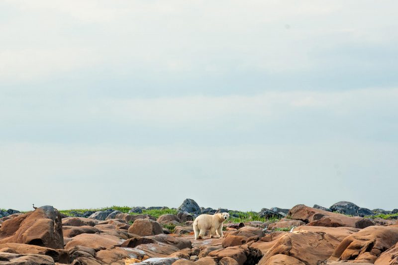 A polar bear walks on rocks with sky above