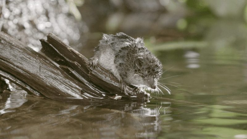 A water shrew near a river sitting on a tree branch.