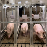 Pigs run through three weighing stations in the barn at the Bruce D. Campbell Farm and Food Discovery Centre near Glenlea, Man.