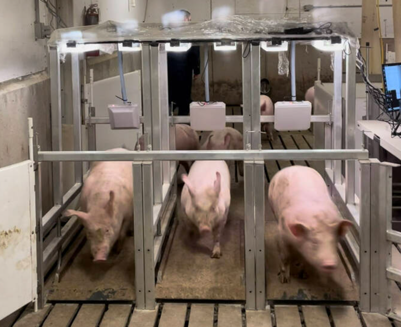 Pigs run through three weighing stations in the barn at the Bruce D. Campbell Farm and Food Discovery Centre near Glenlea, Man.