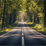 Photo of a long road surrounded by evergreen trees