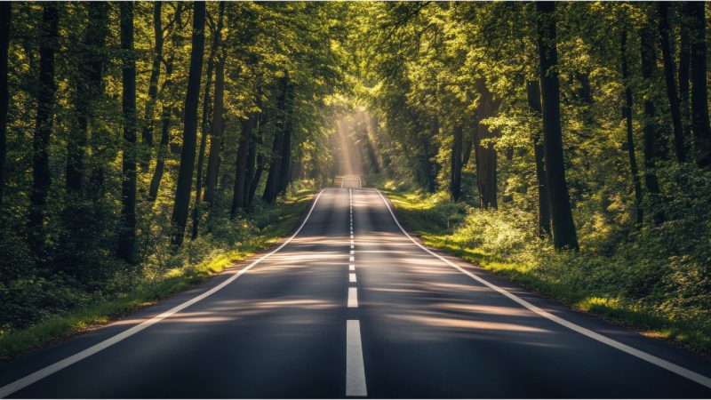 Photo of a long road surrounded by evergreen trees