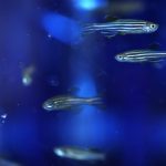 Zebrafish swim in a laboratory tank.