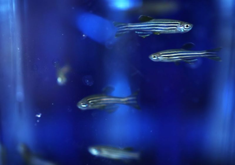 Zebrafish swim in a laboratory tank.