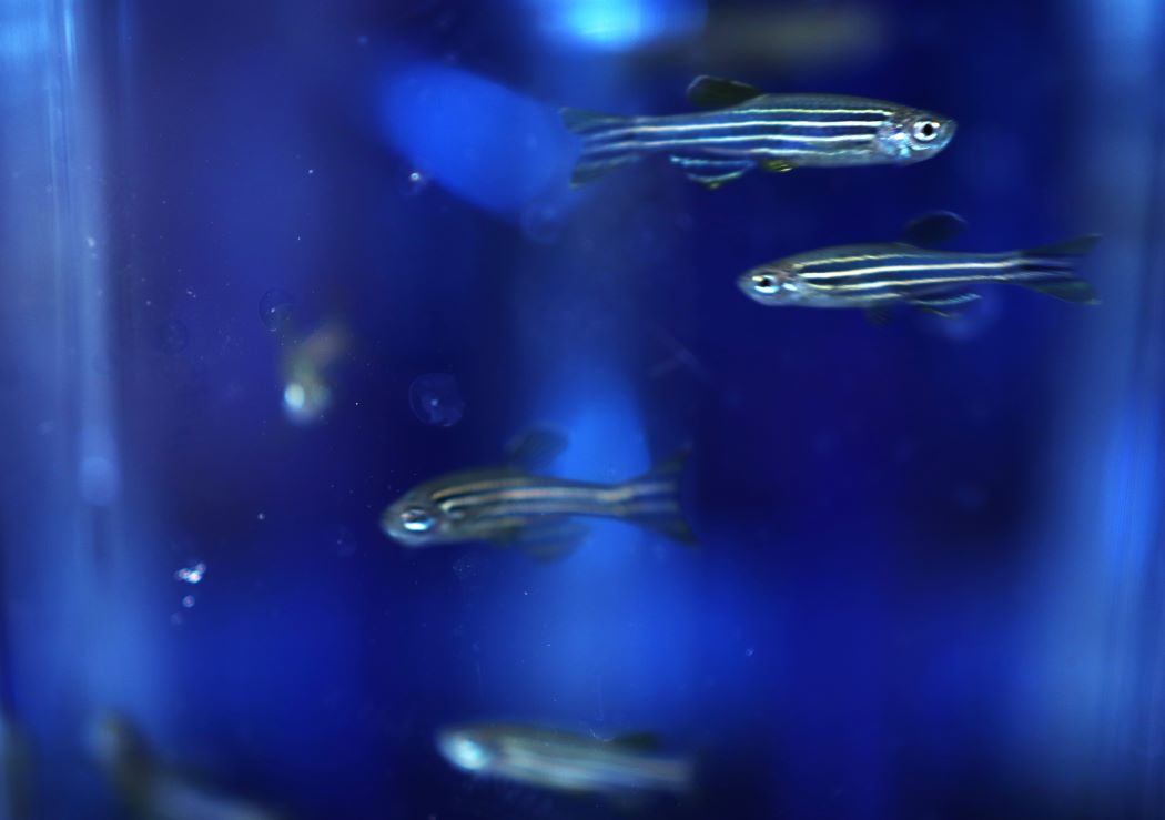 Zebrafish swim in a laboratory tank.