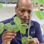 Dr Belay Ayele examines soybean plants