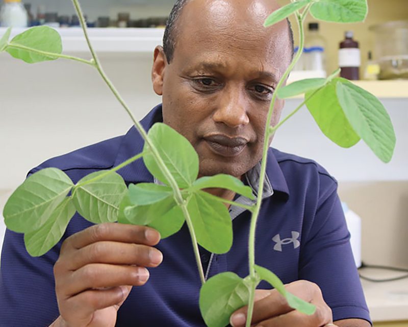 Dr Belay Ayele examines soybean plants