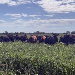 Cattle graze in a field