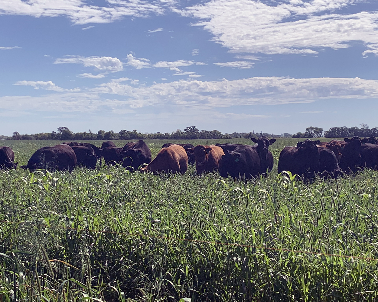 Cattle graze in a field