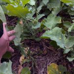 A researcher examines cover crop