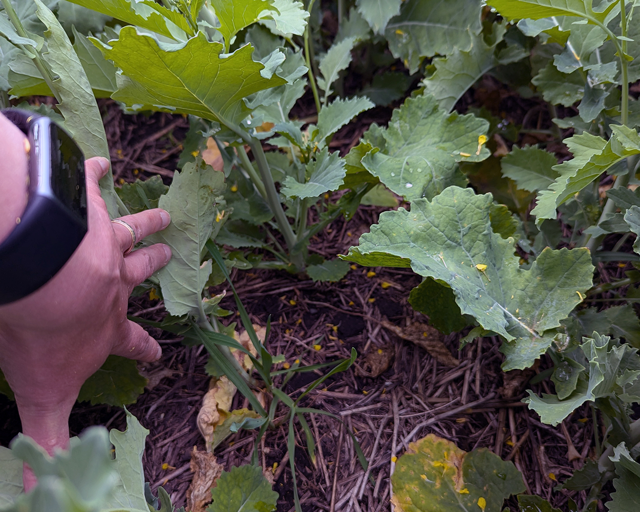 A researcher examines cover crop