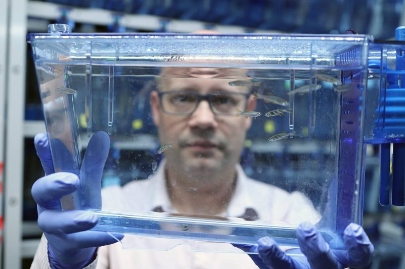 A researcher wearing glasses and blue gloves holds up a transparent container filled with zebrafish in a laboratory. The researcher’s face is visible through the container, and the lab environment in the background is slightly blurred.