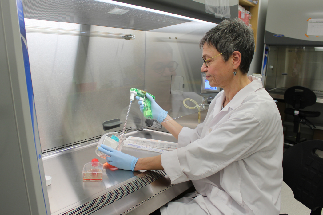 Dr. Sabine Hombach-Klonisch is seated in a lab. She is wearing a lab coat and gloves. She holds a container in one hand and a scientific tool in the other, and is behind a protective shield.