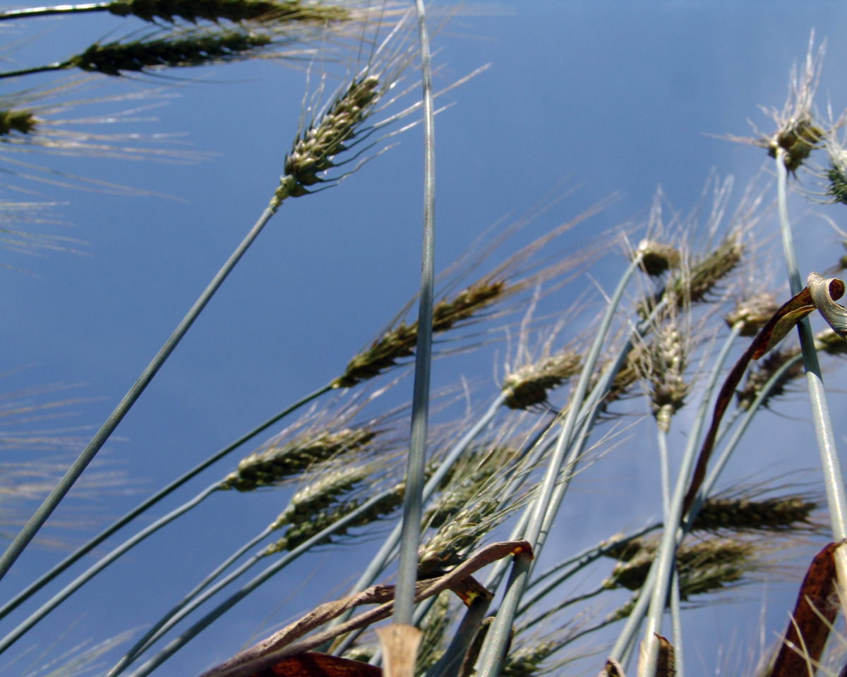wheat heads wave in the wind