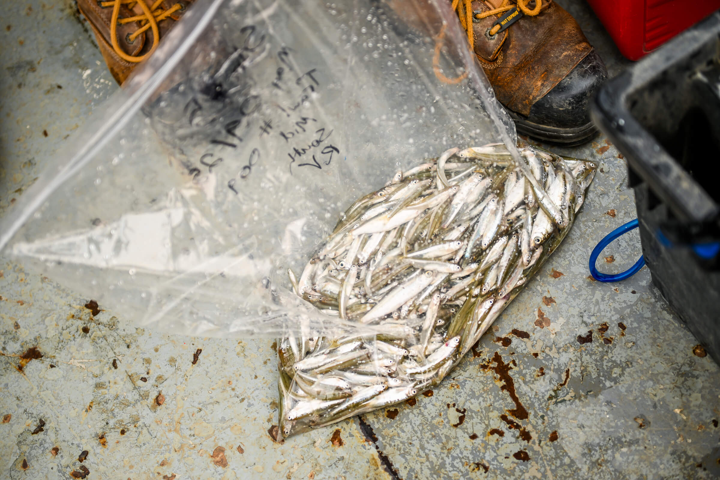 Fish collected from the Namao research vessel
