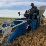 A farmer is operating a piece of farm equipment on a field of wheat.