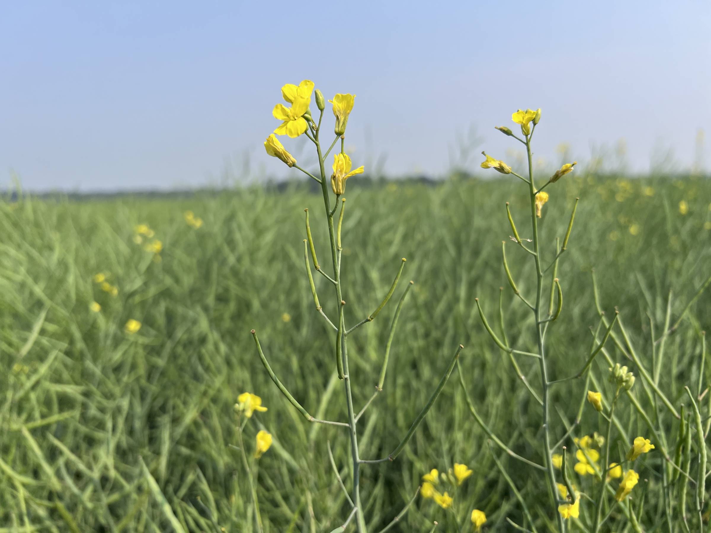 Canola plants in a field