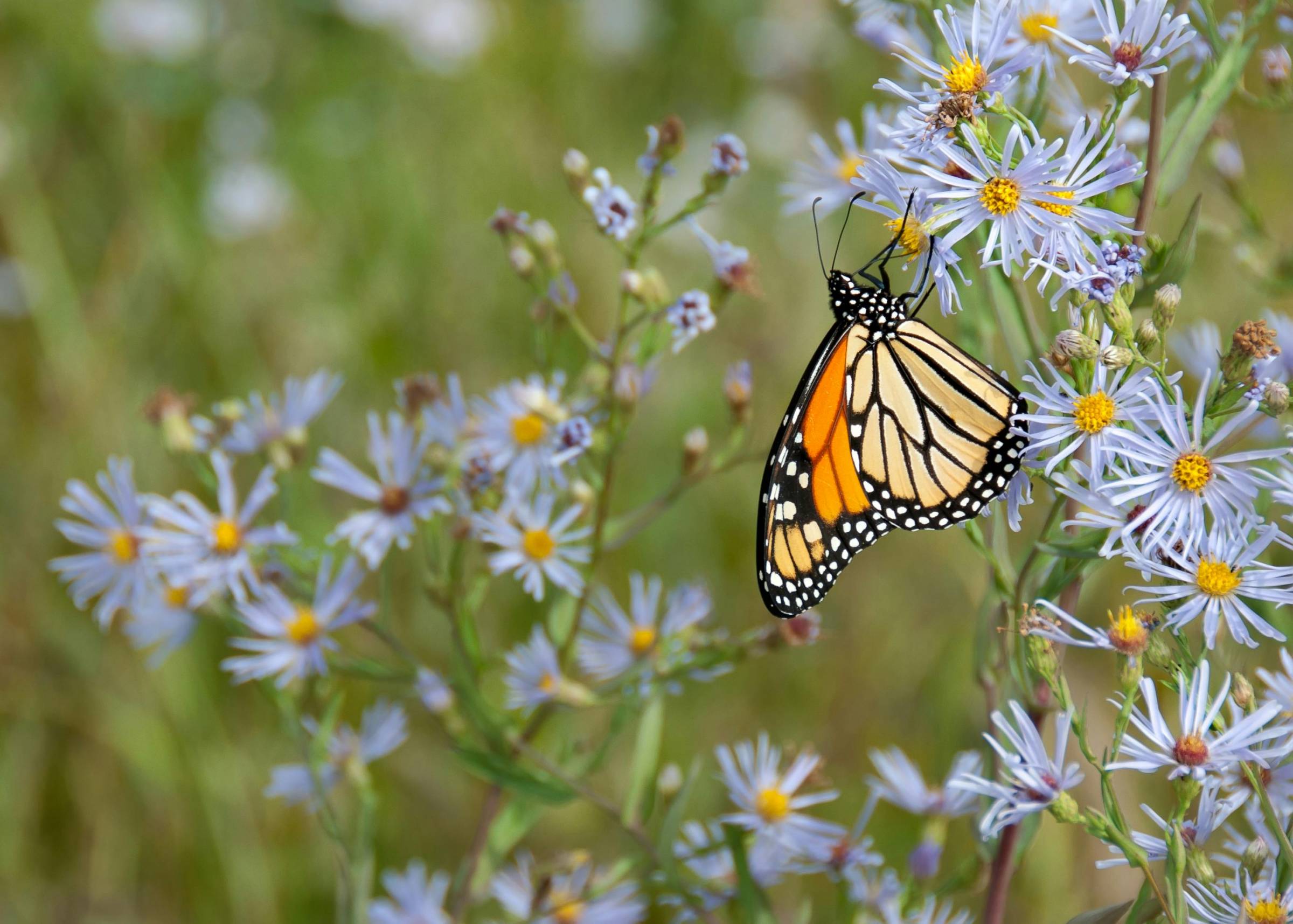 A beautiful monarch butterfly pollinating a purple aster plant. Photo by: James Wheeler