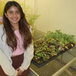 Photo of doctoral student, Shruti Kashyap in front of plant growth chamber, is studying early-season moisture as it relates to verticillium disease severity.